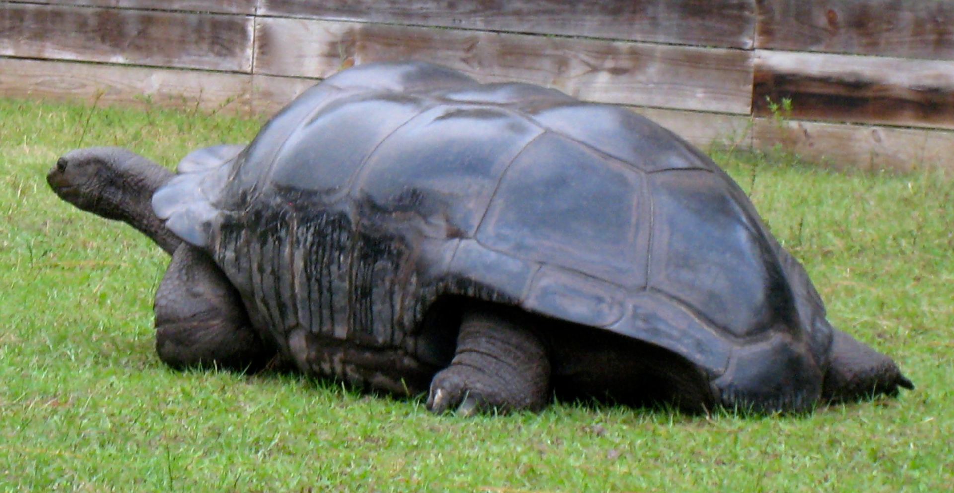 ALDABRA BREEDER