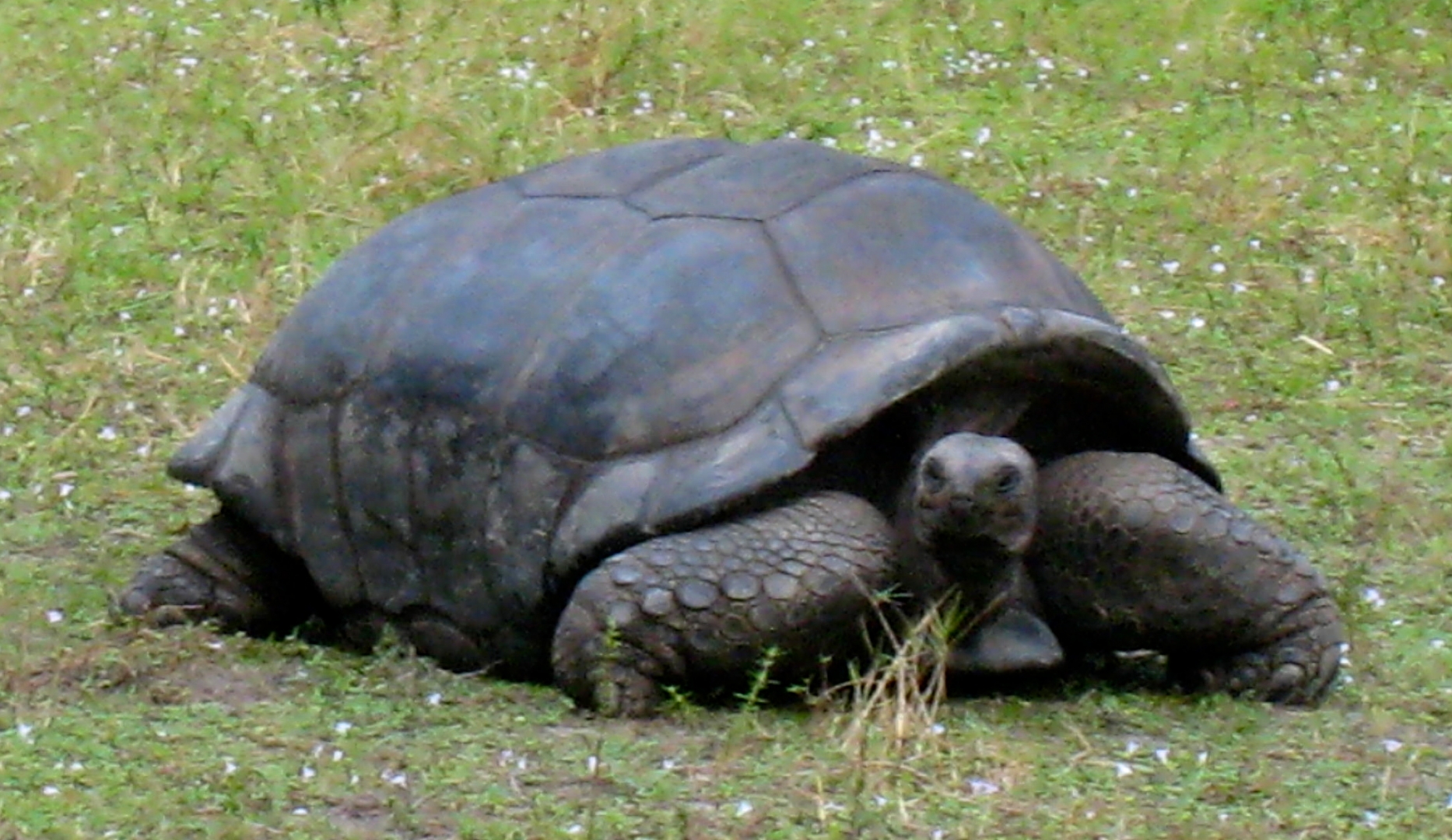 ALDABRA BREEDER