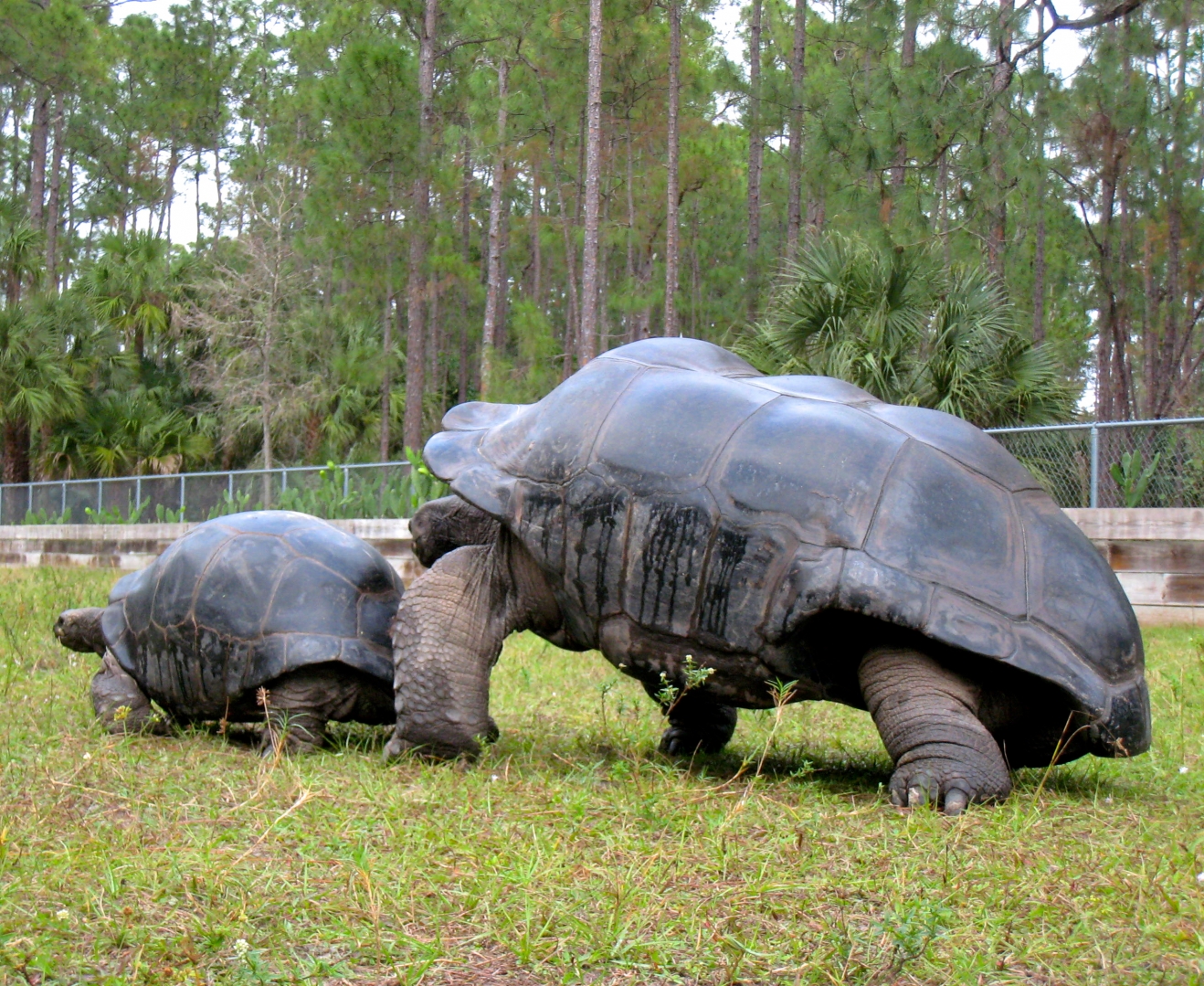 ALDABRA BREEDER