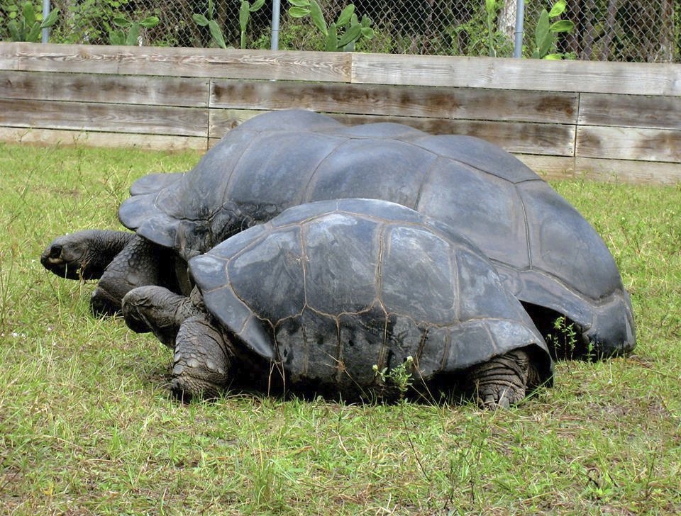 ALDABRA BREEDER