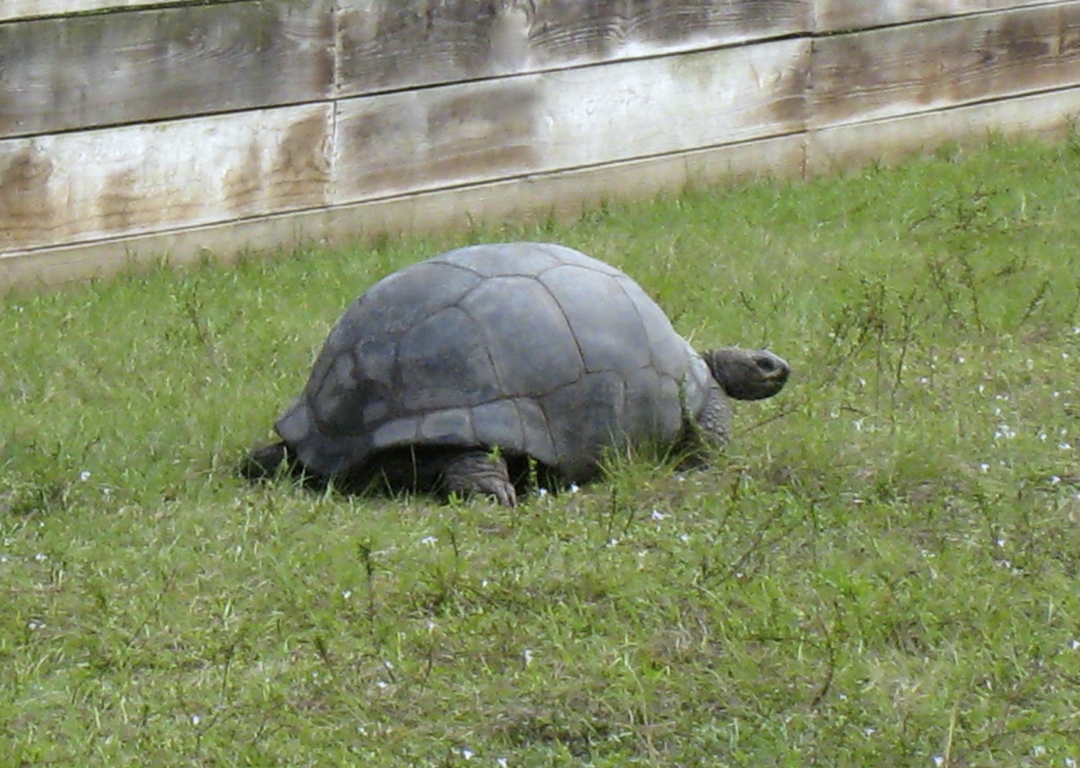 ALDABRA BREEDER