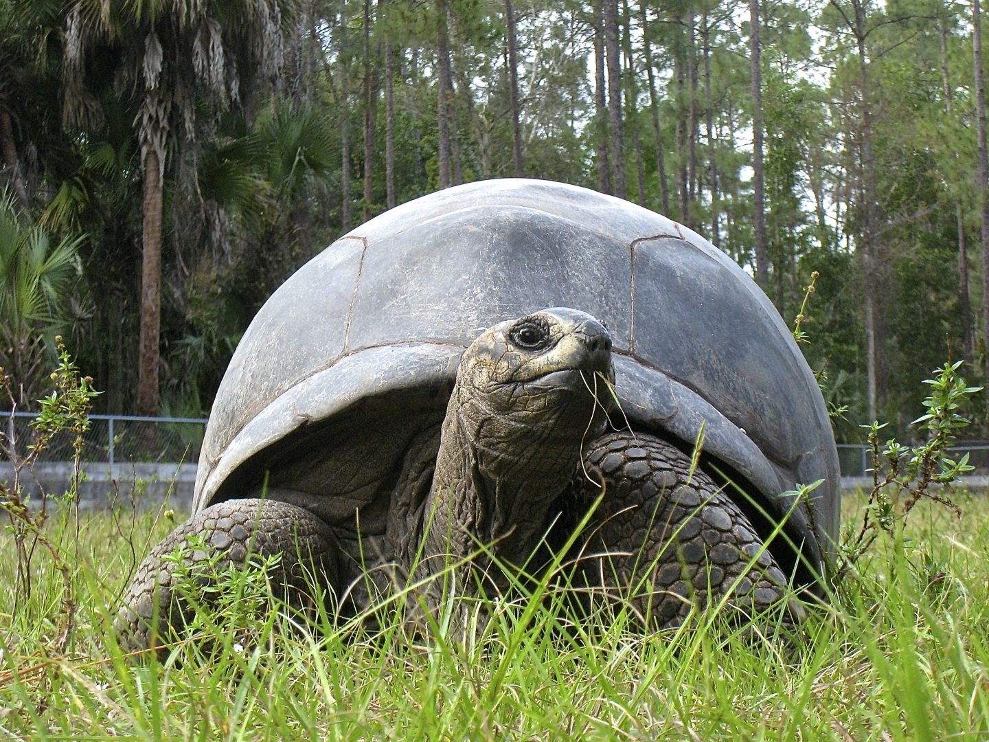 ALDABRA BREEDER