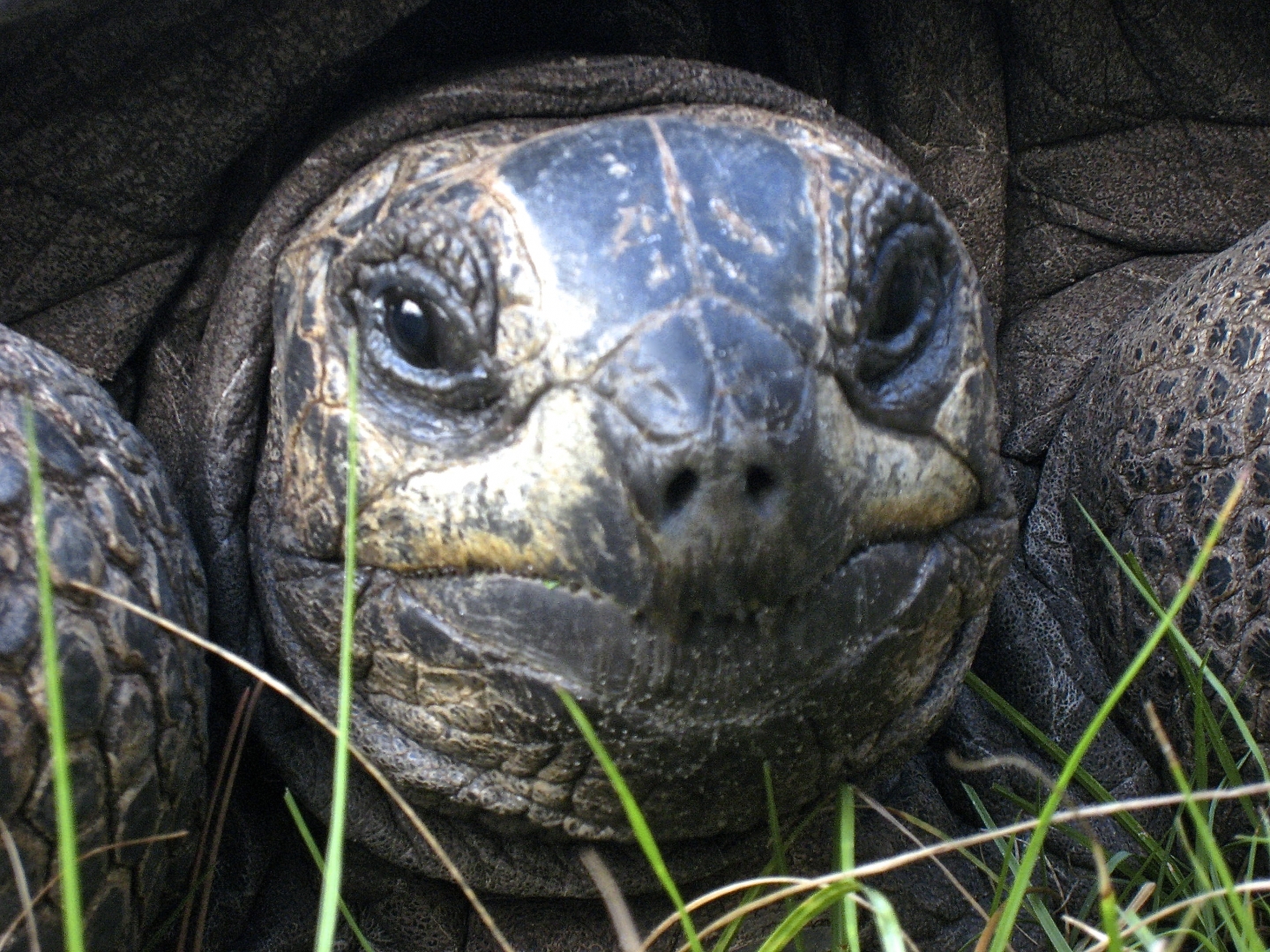 ALDABRA BREEDER