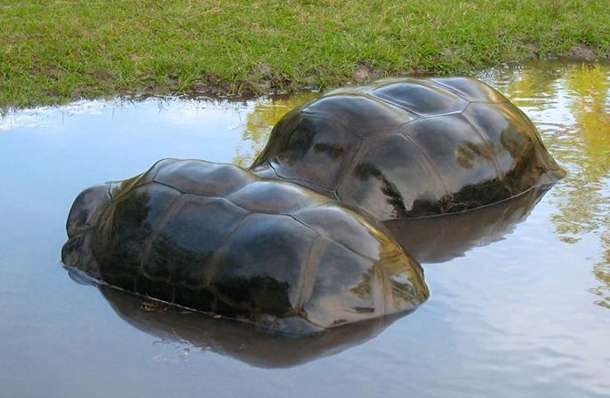 ALDABRA BREEDER