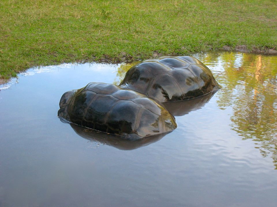 ALDABRA BREEDER