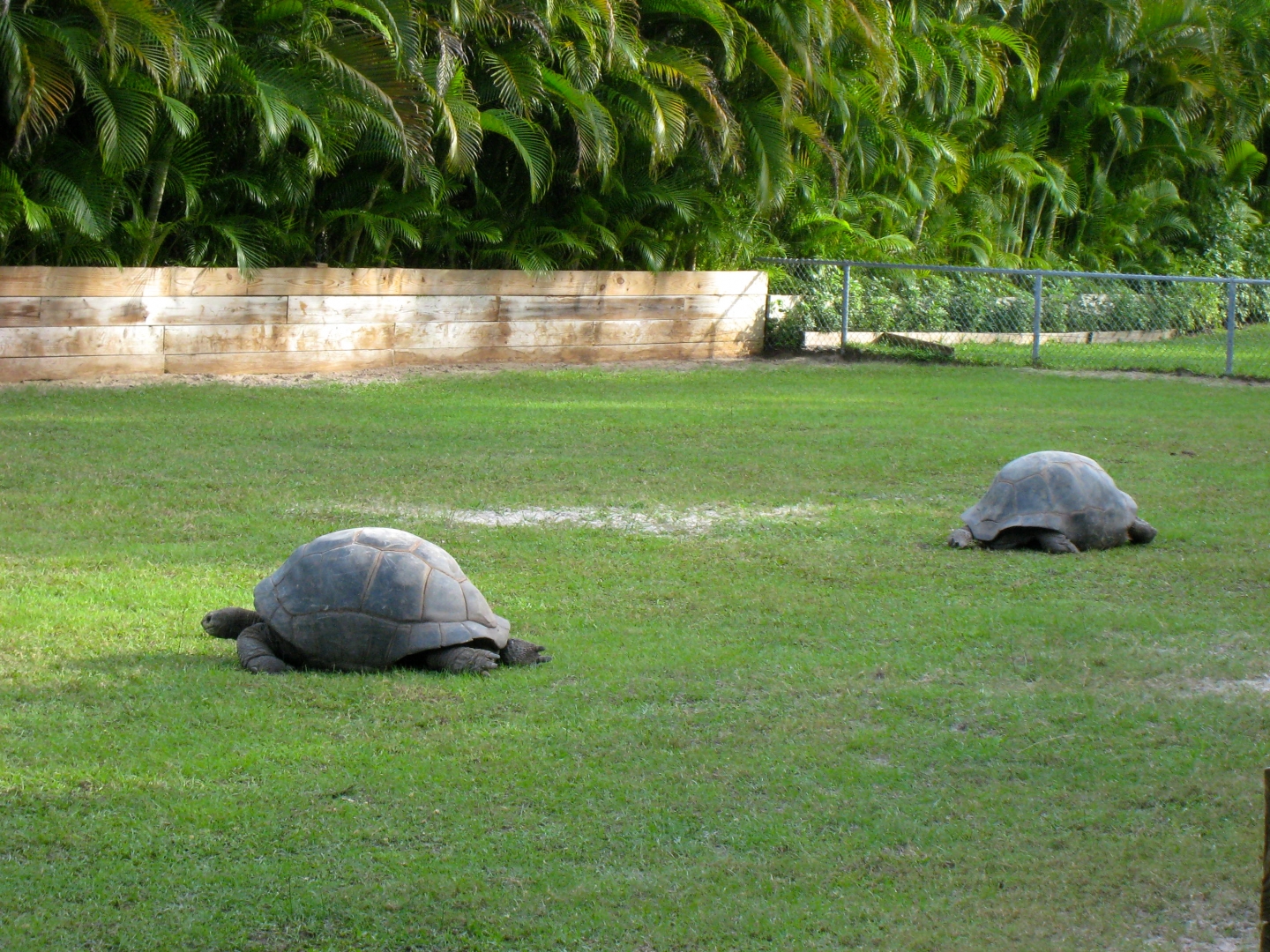 ALDABRA BREEDER