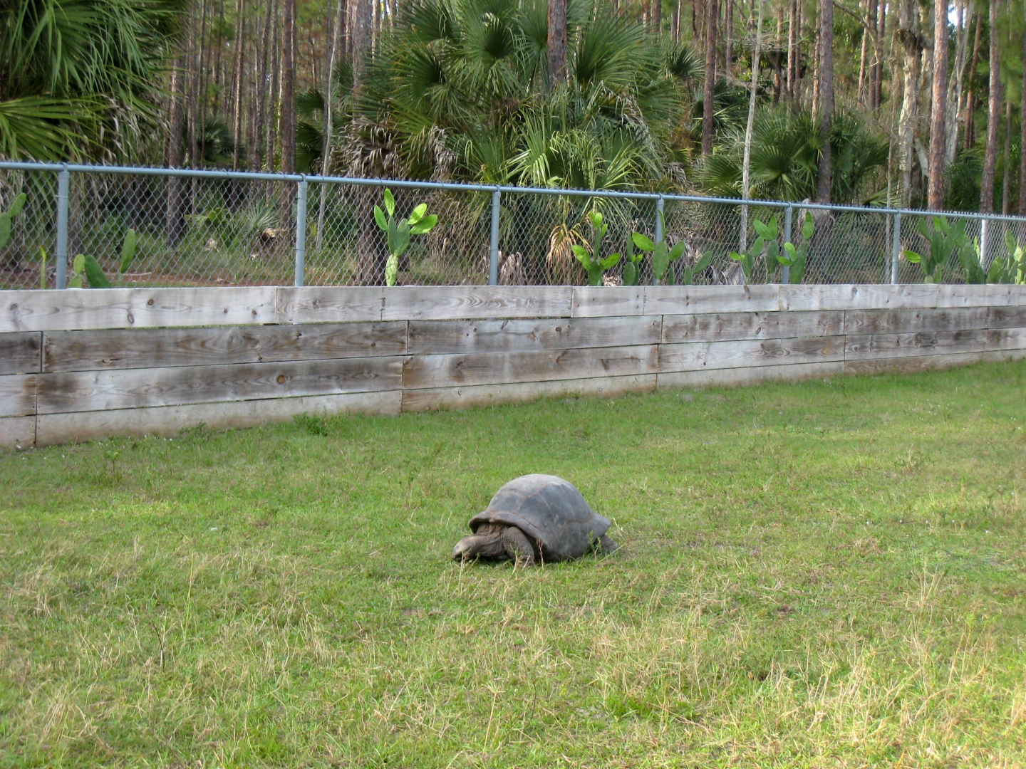ALDABRA BREEDER