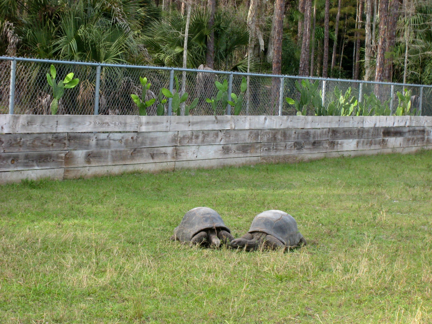 ALDABRA BREEDER