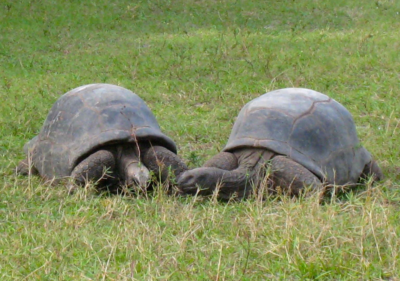 ALDABRA BREEDER