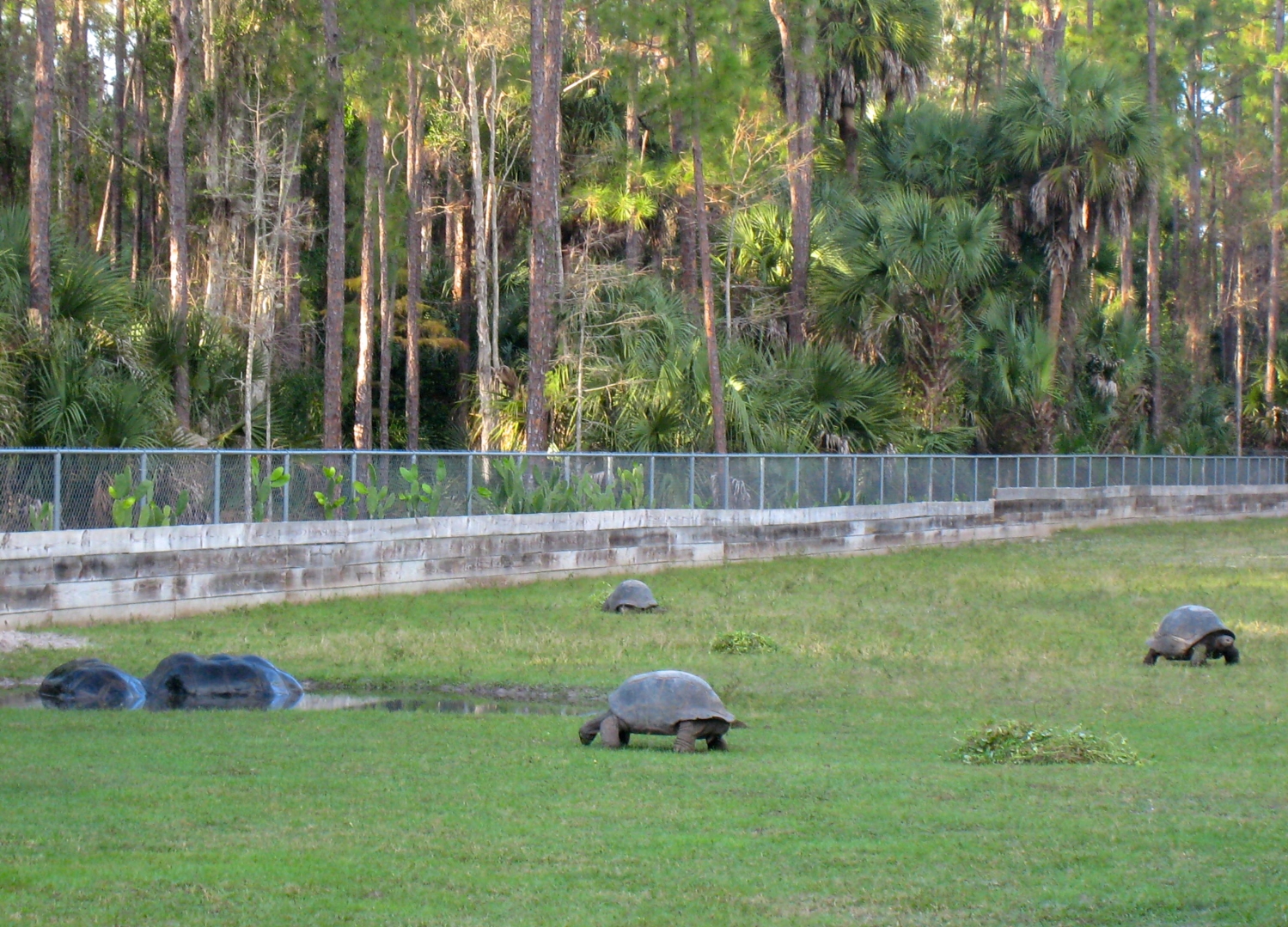 ALDABRA BREEDER