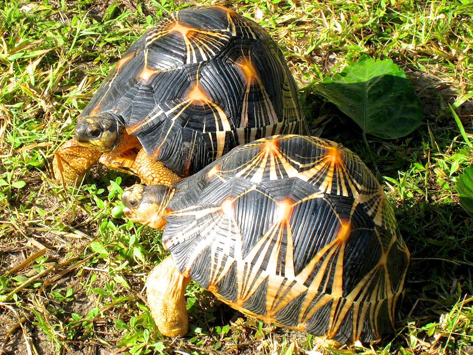 ALDABRA BREEDER