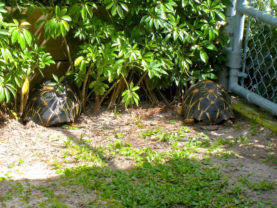 ALDABRA BREEDER