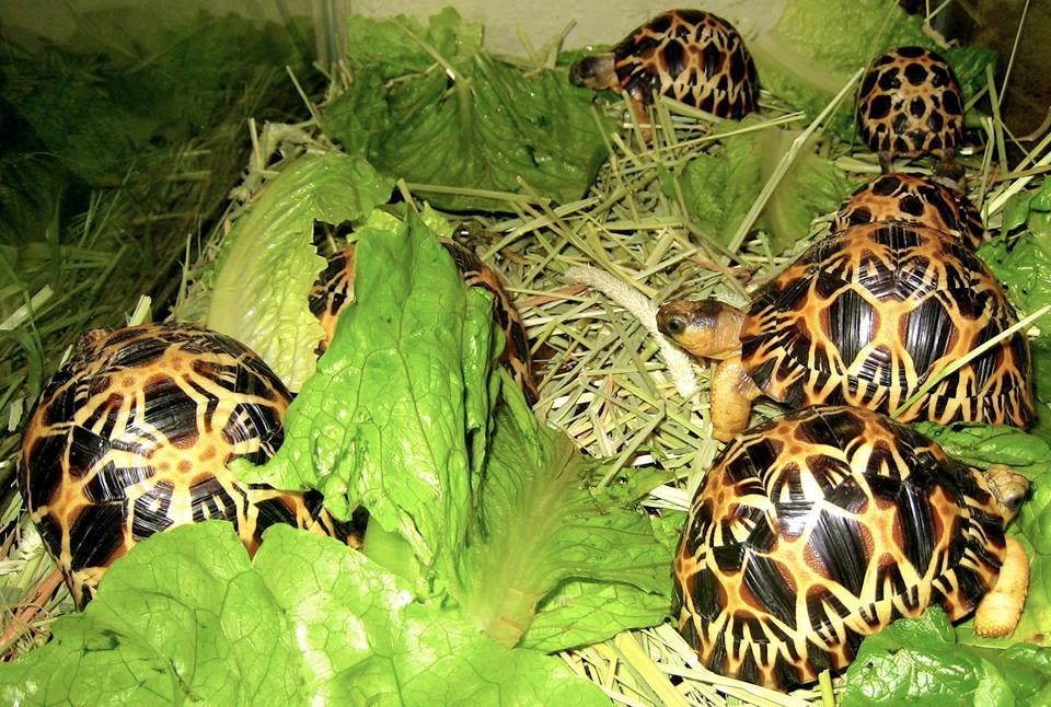 ALDABRA BREEDER