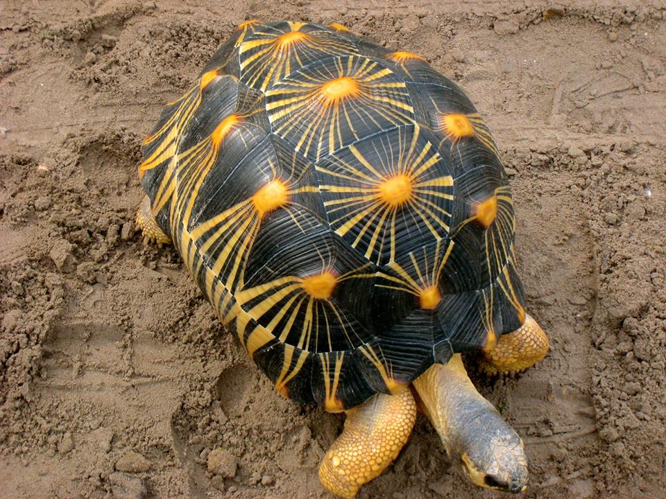 ALDABRA BREEDER