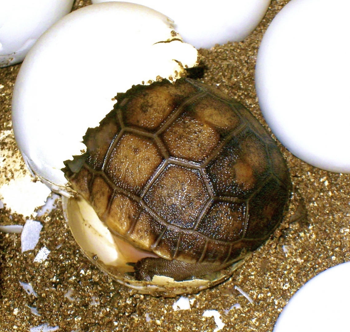 ALDABRA BREEDER