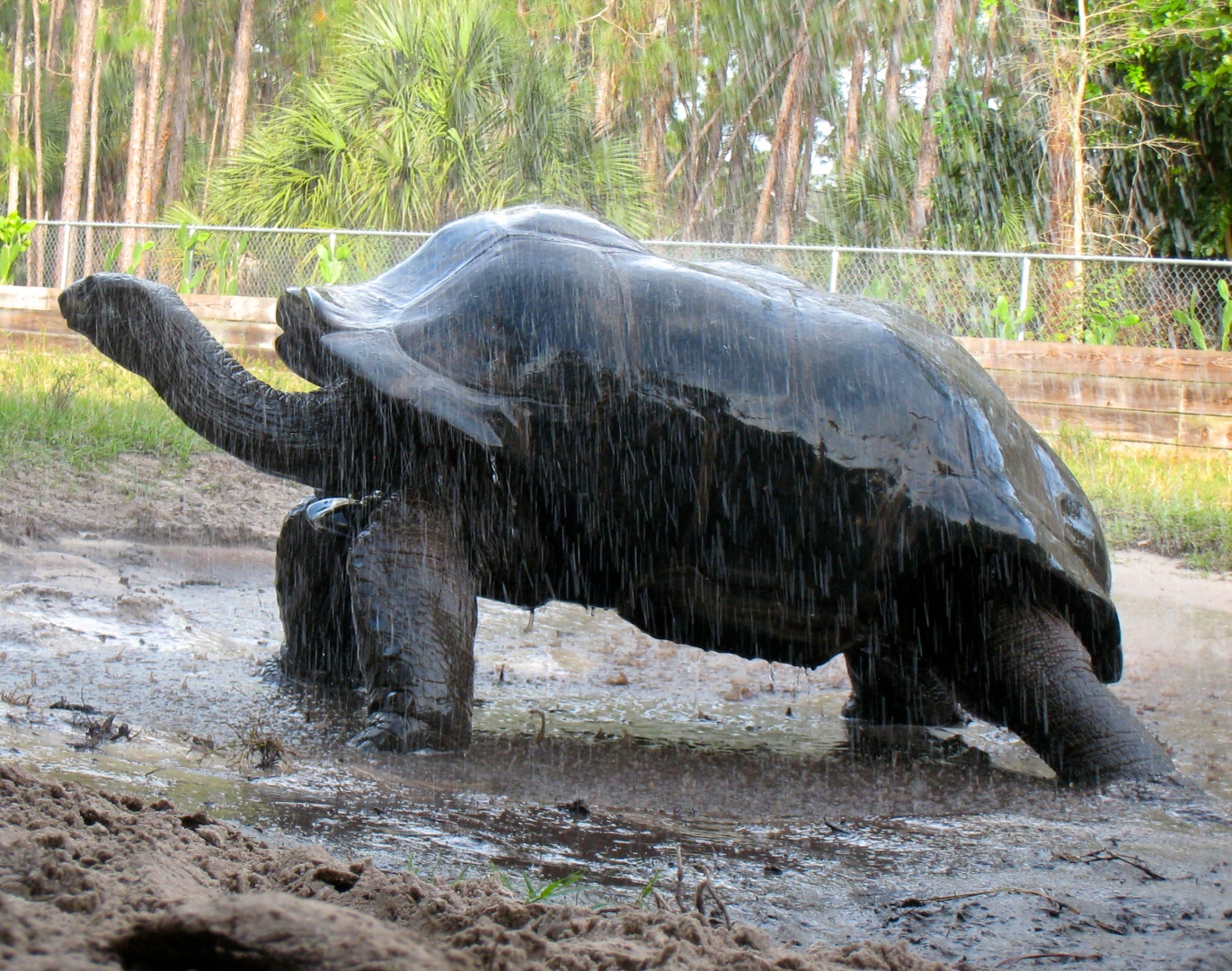 ALDABRA BREEDER