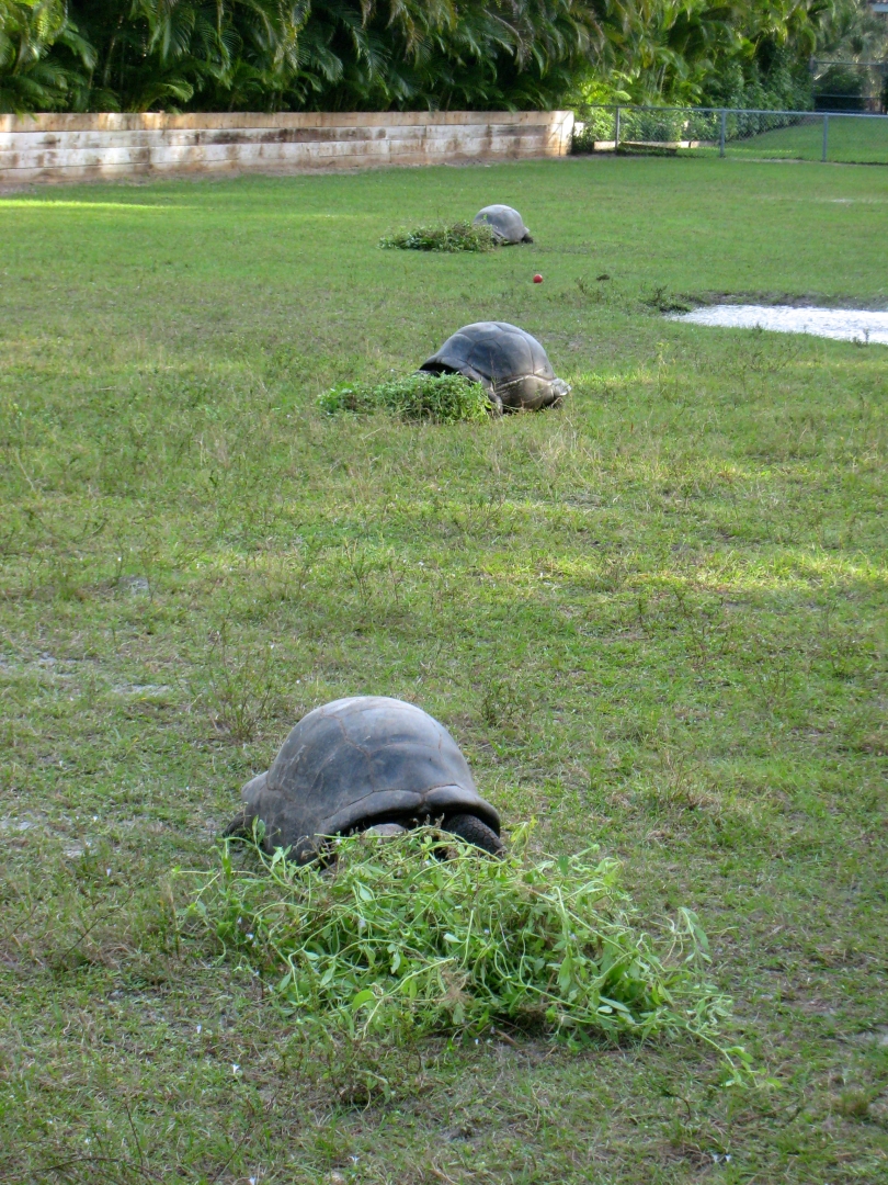 ALDABRA BREEDER