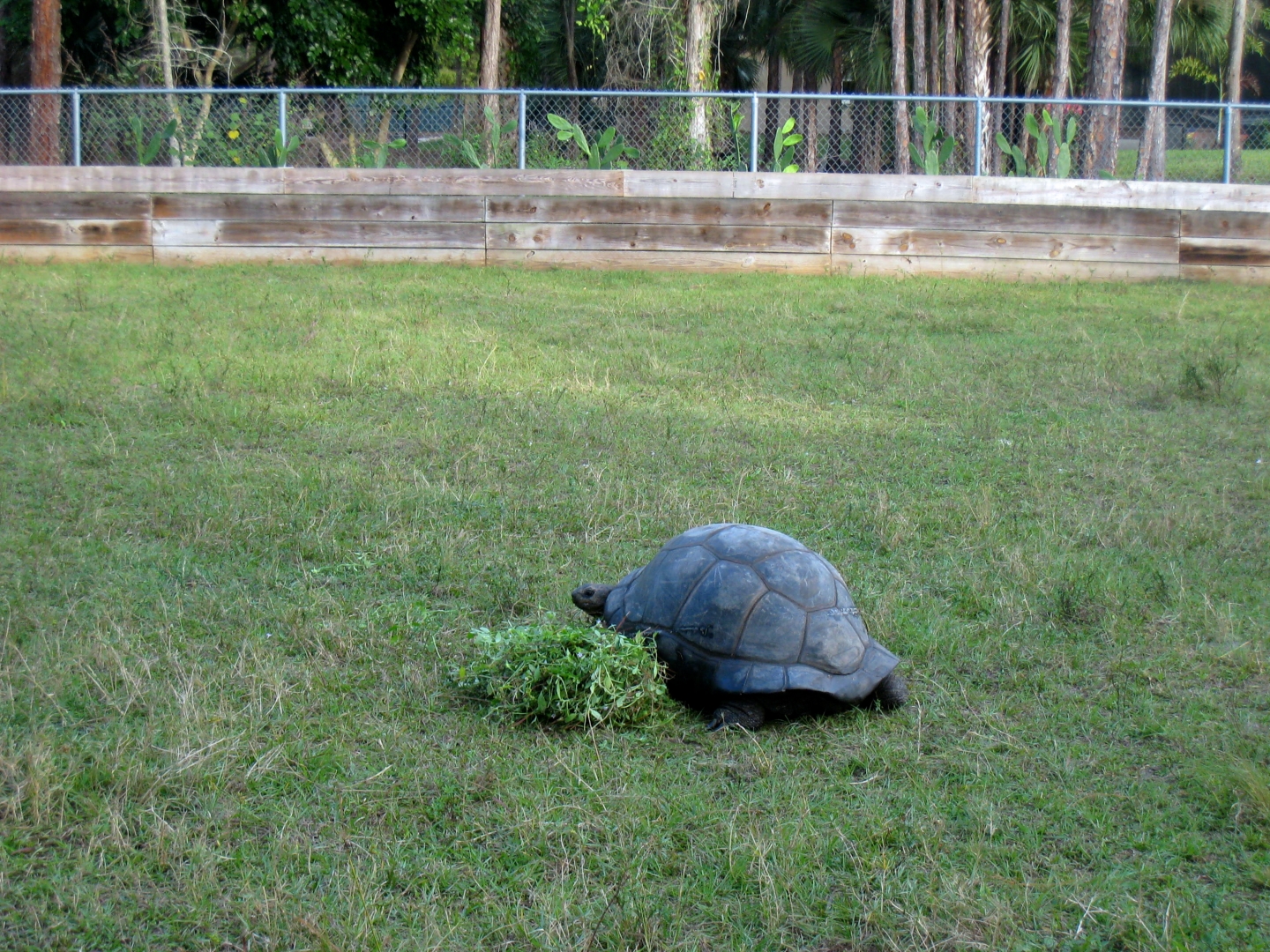 ALDABRA BREEDER