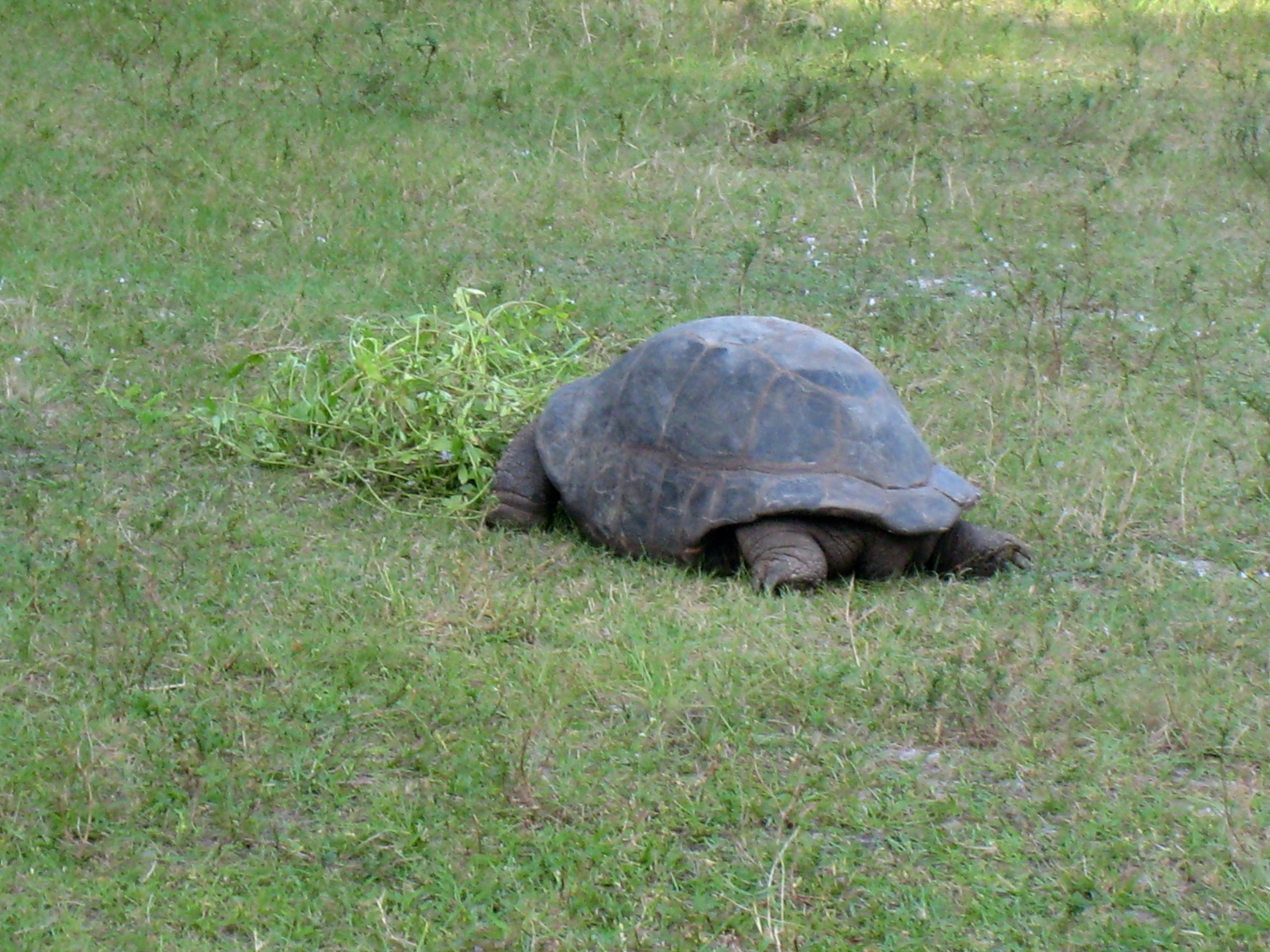 ALDABRA BREEDER
