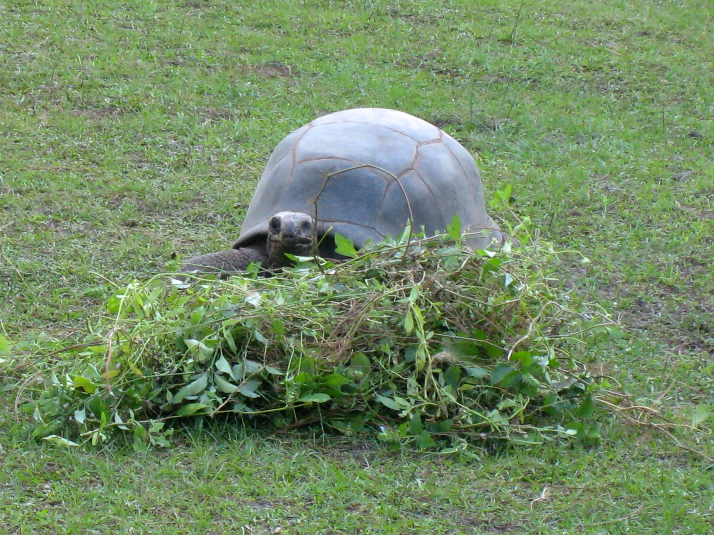 ALDABRA BREEDER
