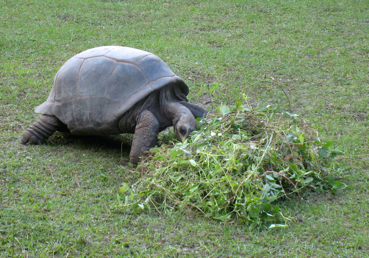 ALDABRA BREEDER