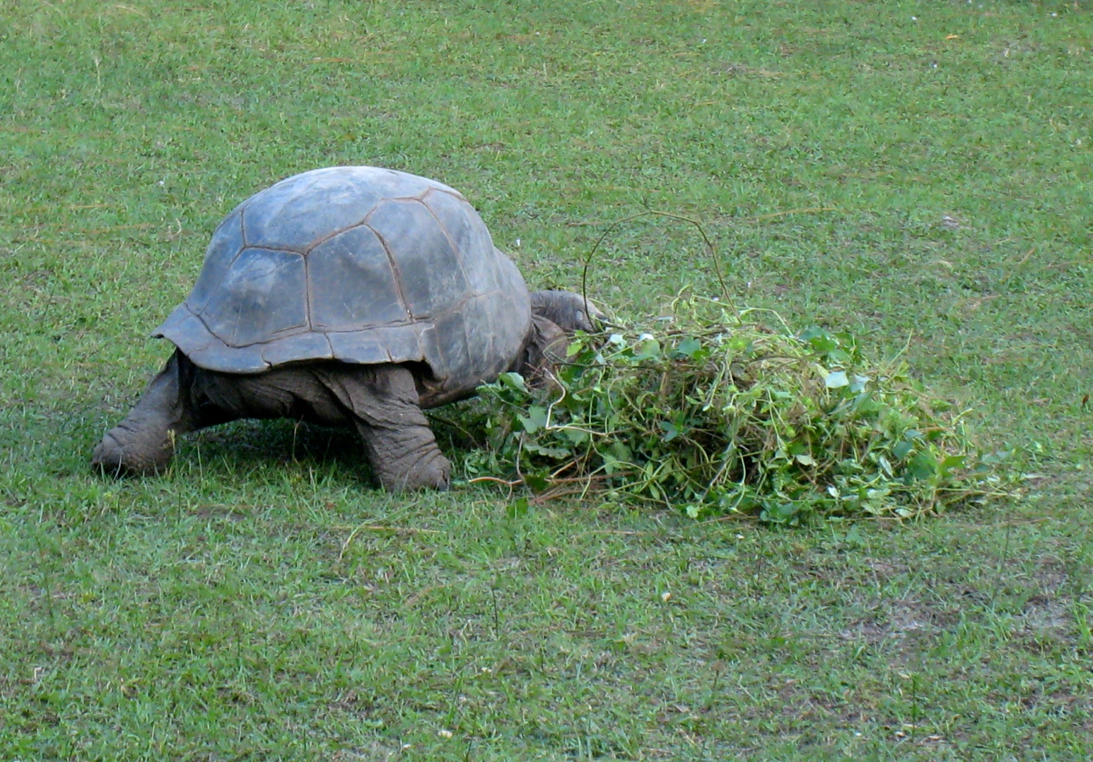 ALDABRA BREEDER