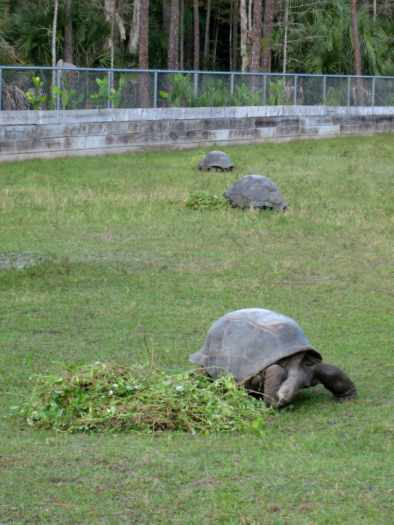 ALDABRA BREEDER