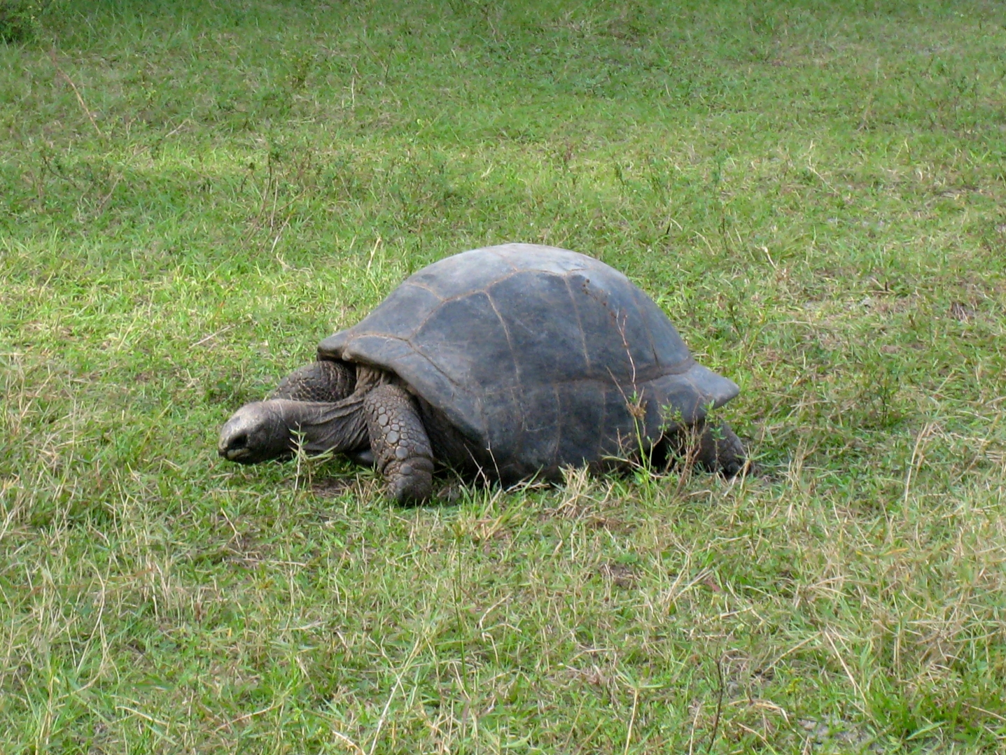 ALDABRA BREEDER