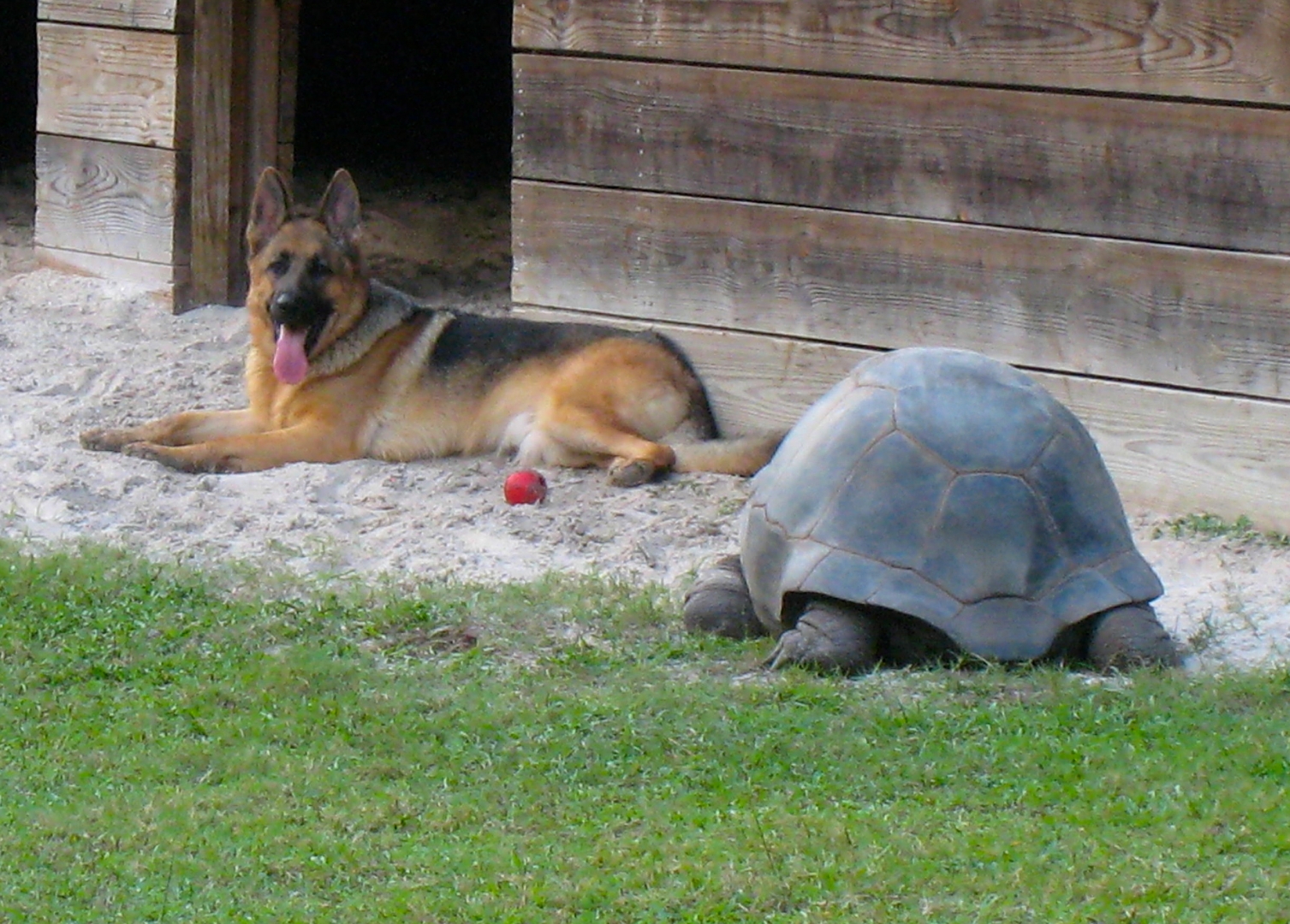 ALDABRA BREEDER