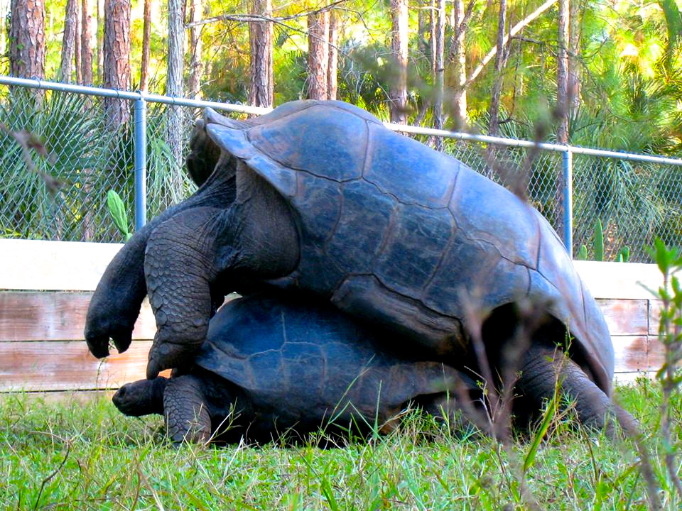 ALDABRA BREEDER