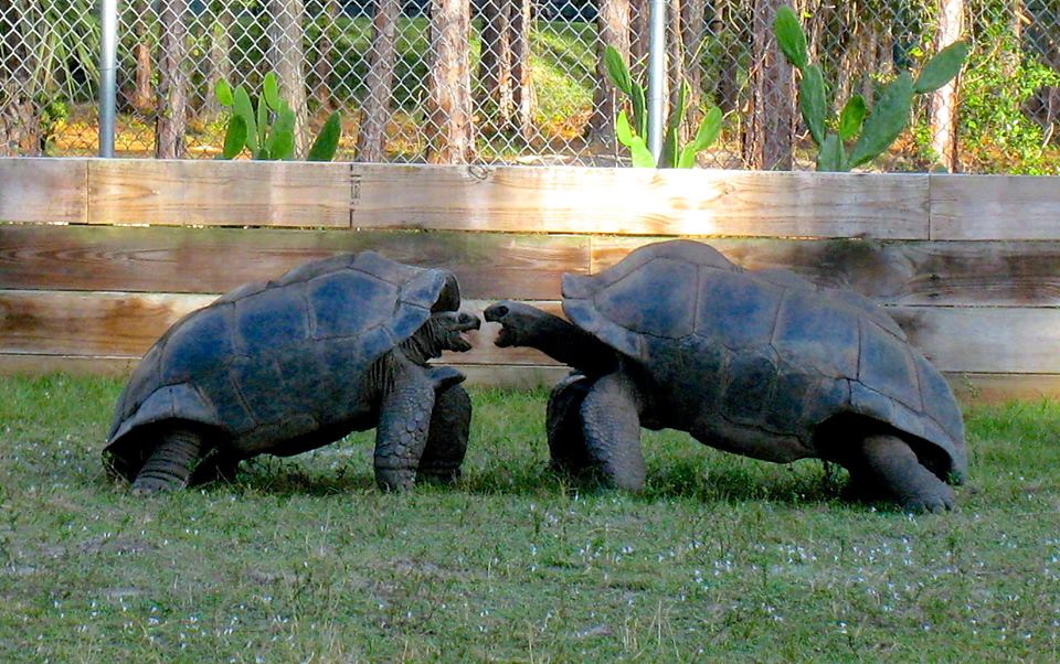 ALDABRA BREEDER