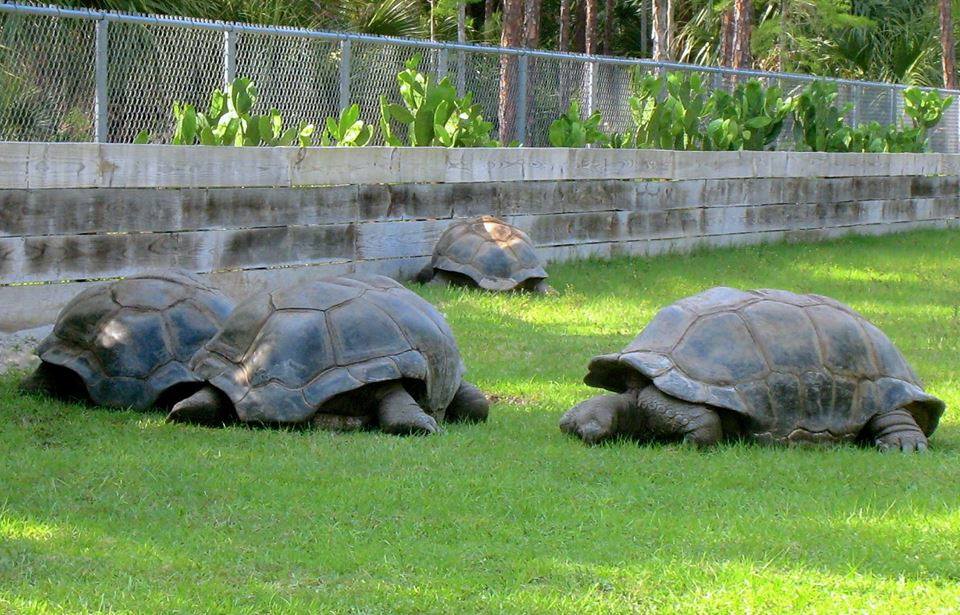 ALDABRA BREEDER