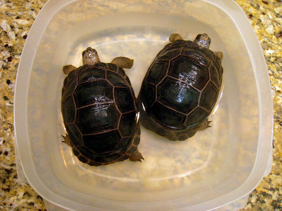 ALDABRA BREEDER