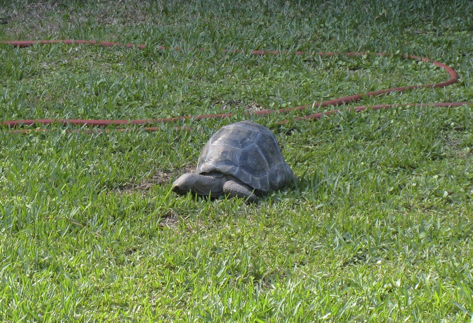 ALDABRA BREEDER