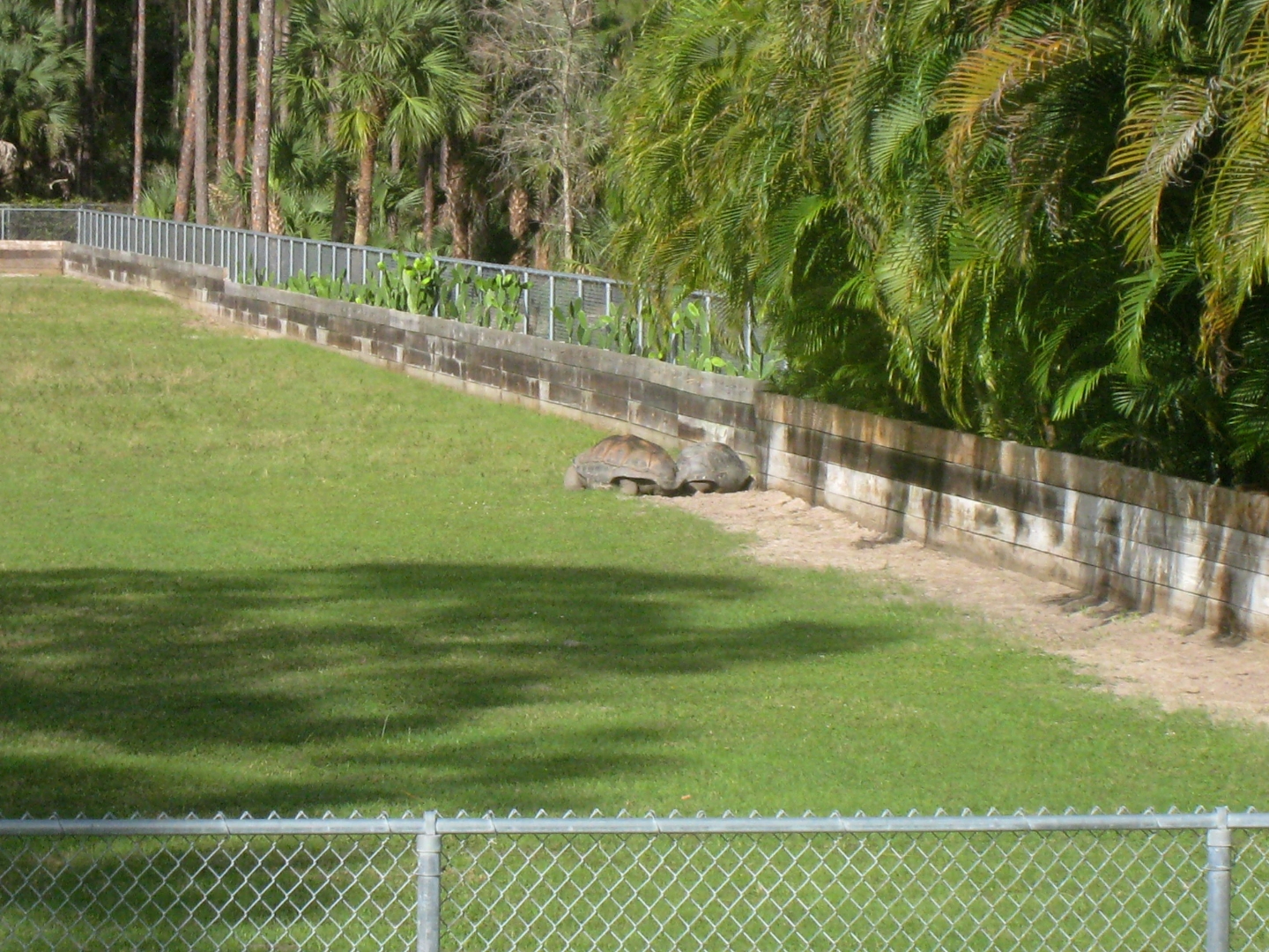 ALDABRA BREEDER