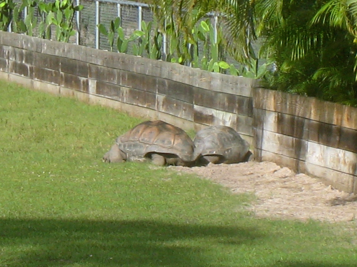 ALDABRA BREEDER