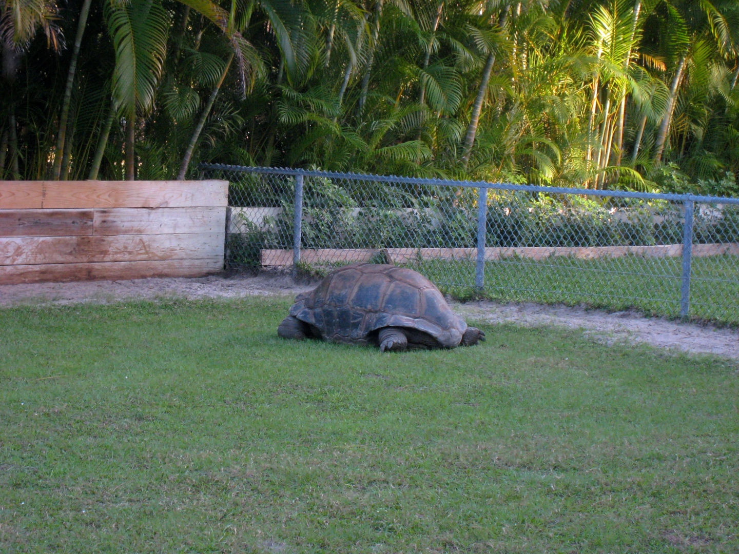 ALDABRA BREEDER