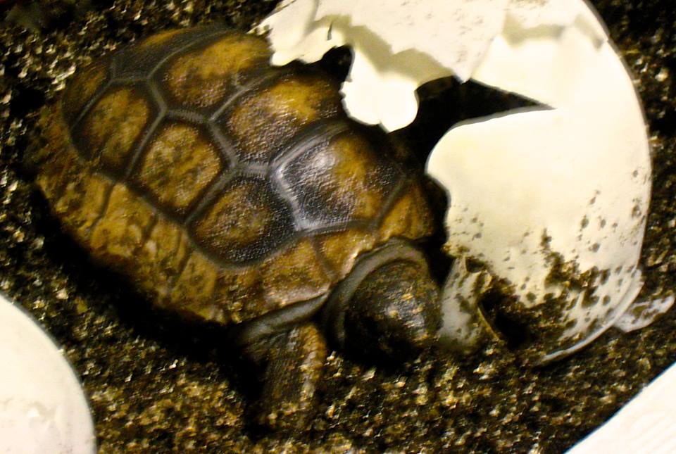 ALDABRA BREEDER