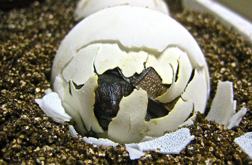 ALDABRA BREEDER