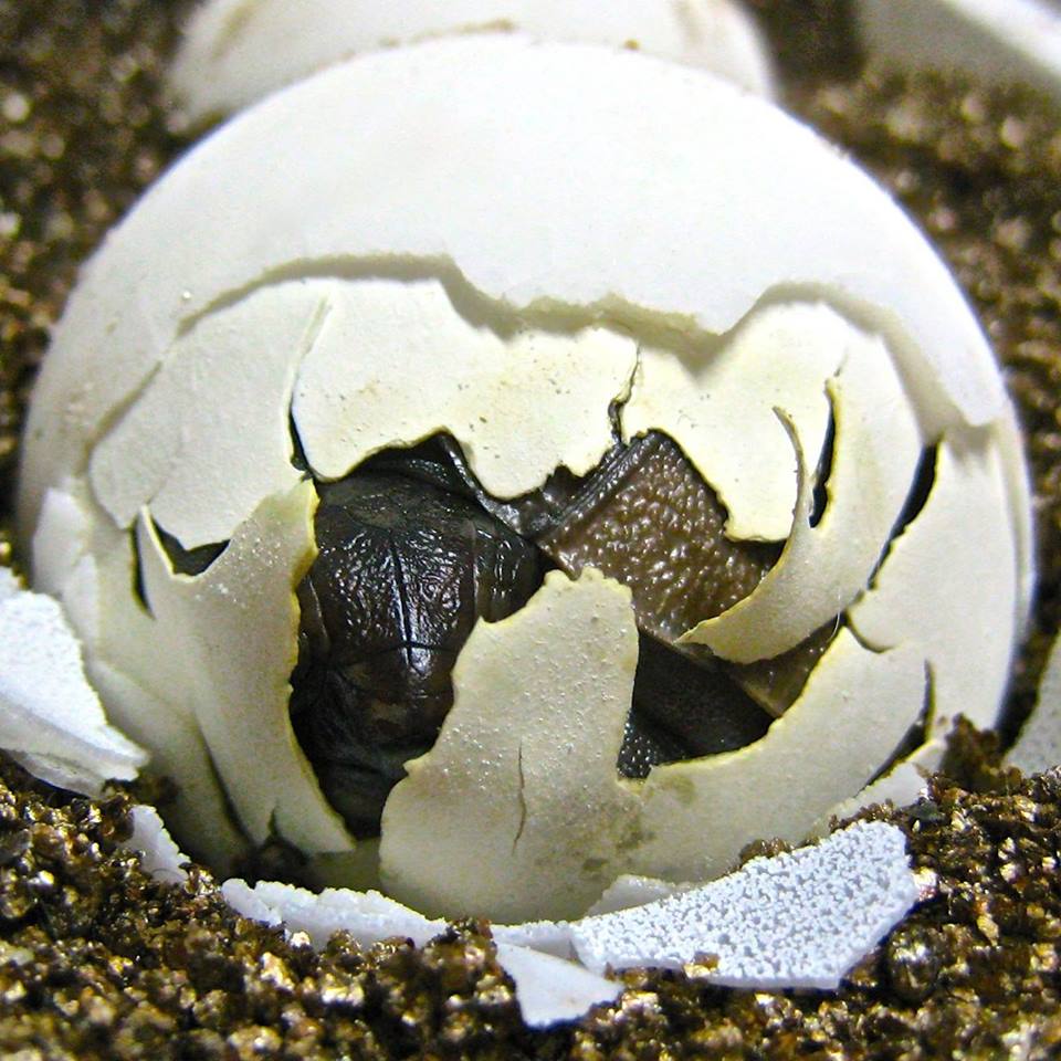 ALDABRA BREEDER