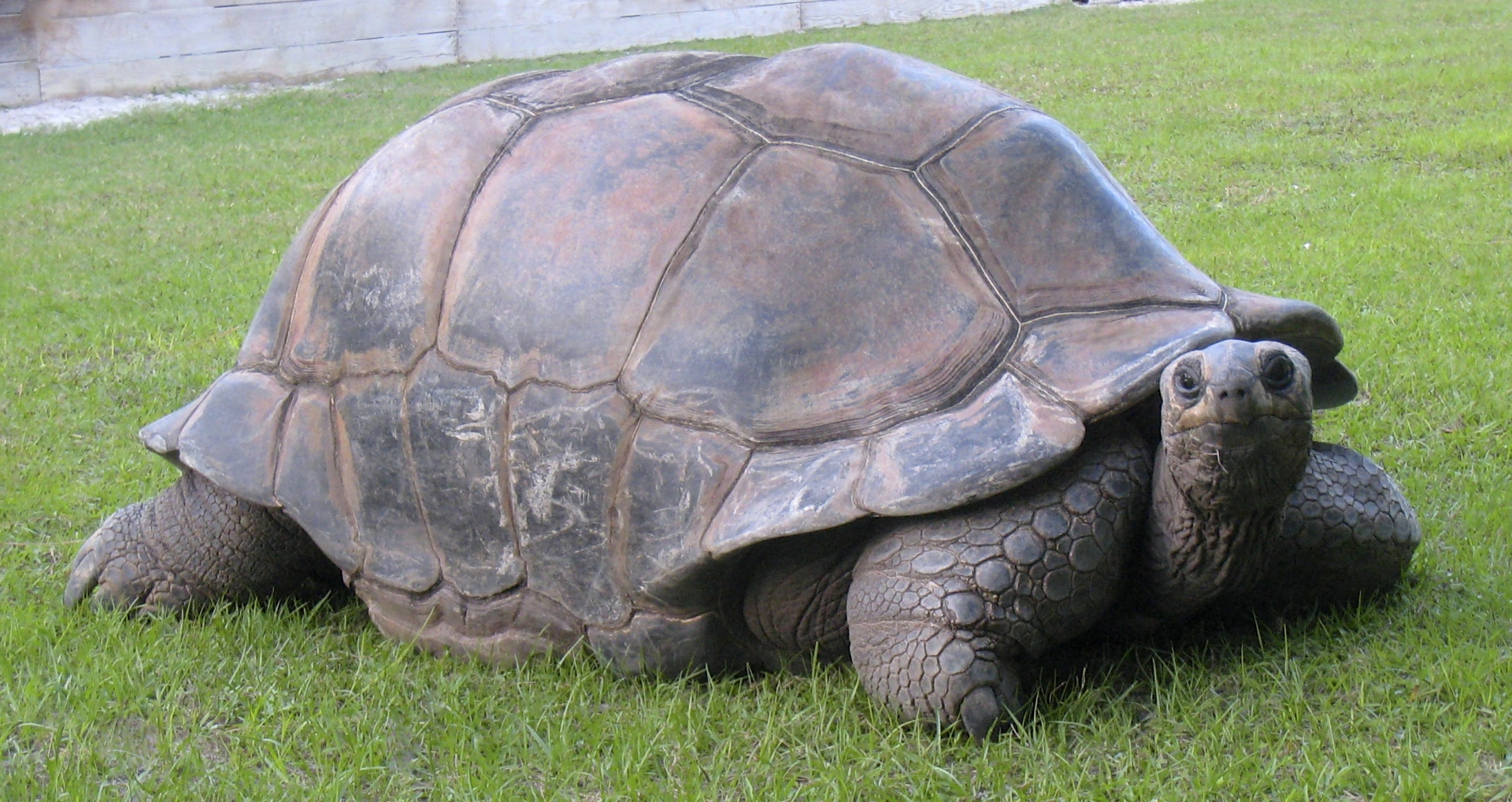 ALDABRA BREEDER