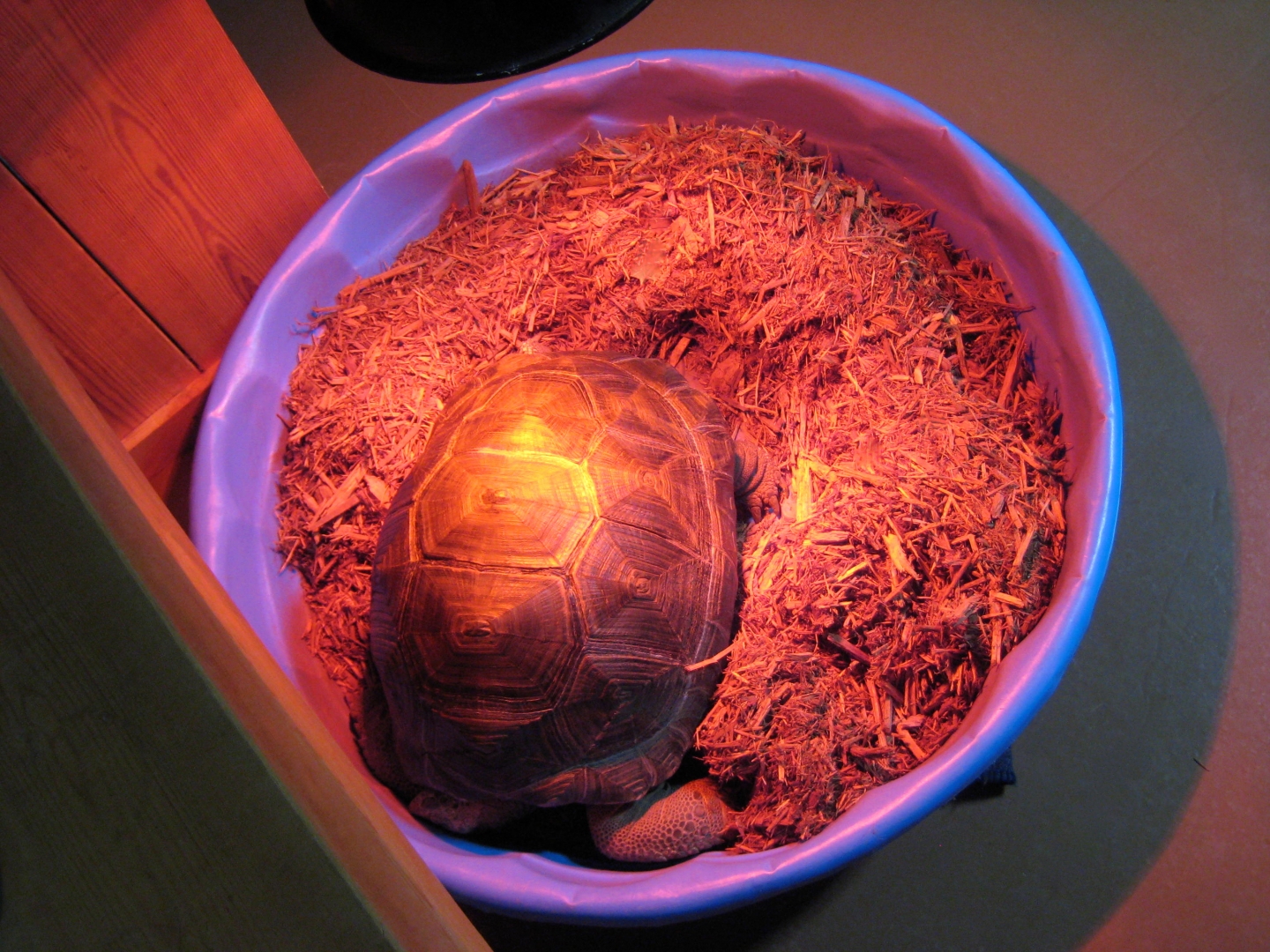 ALDABRA BREEDER