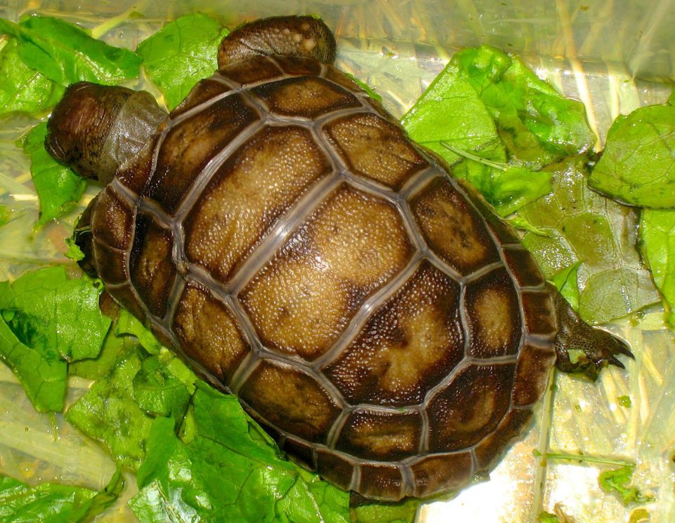 ALDABRA BREEDER