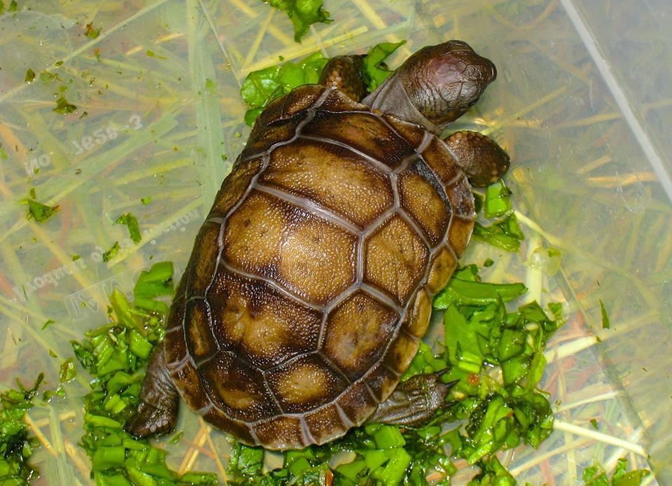 ALDABRA BREEDER