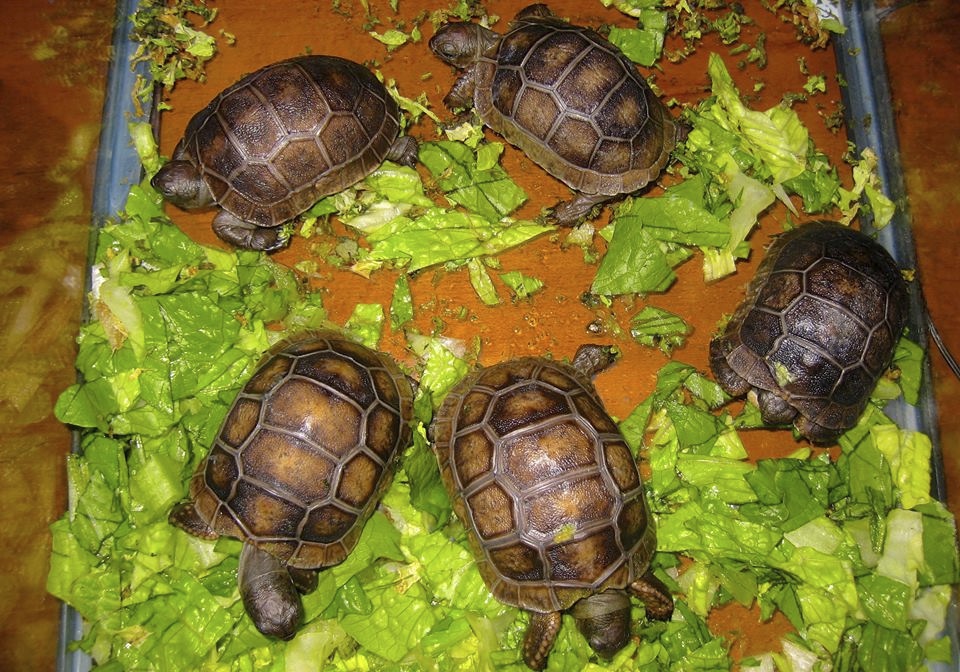 ALDABRA BREEDER