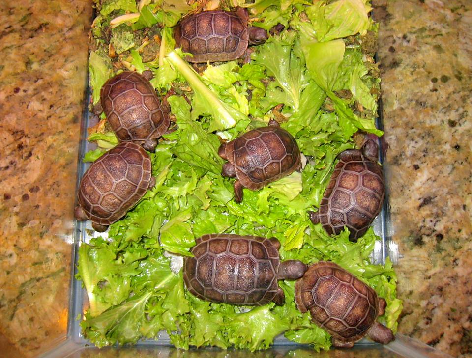 ALDABRA BREEDER