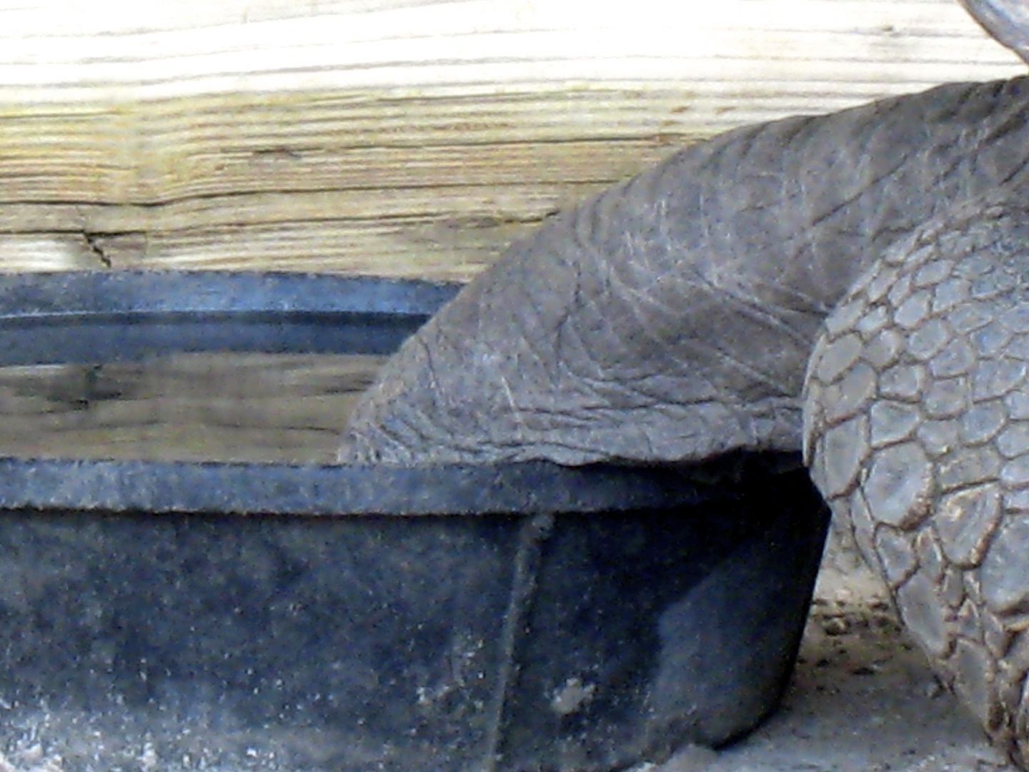 ALDABRA BREEDER