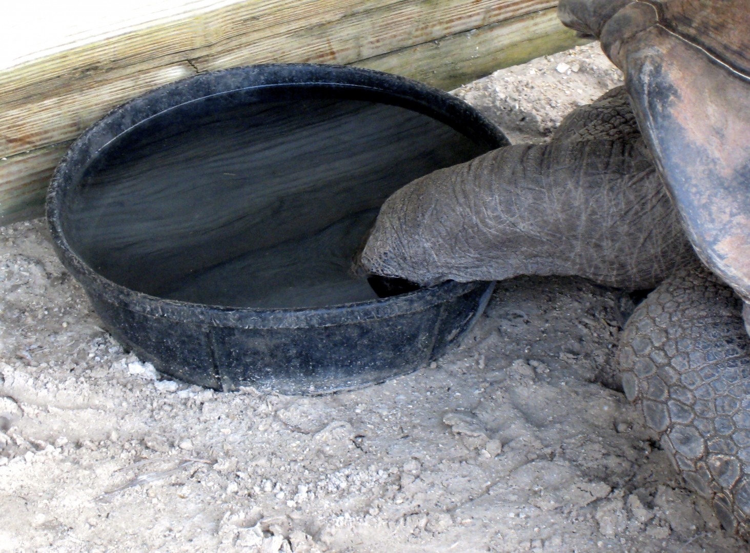 ALDABRA BREEDER