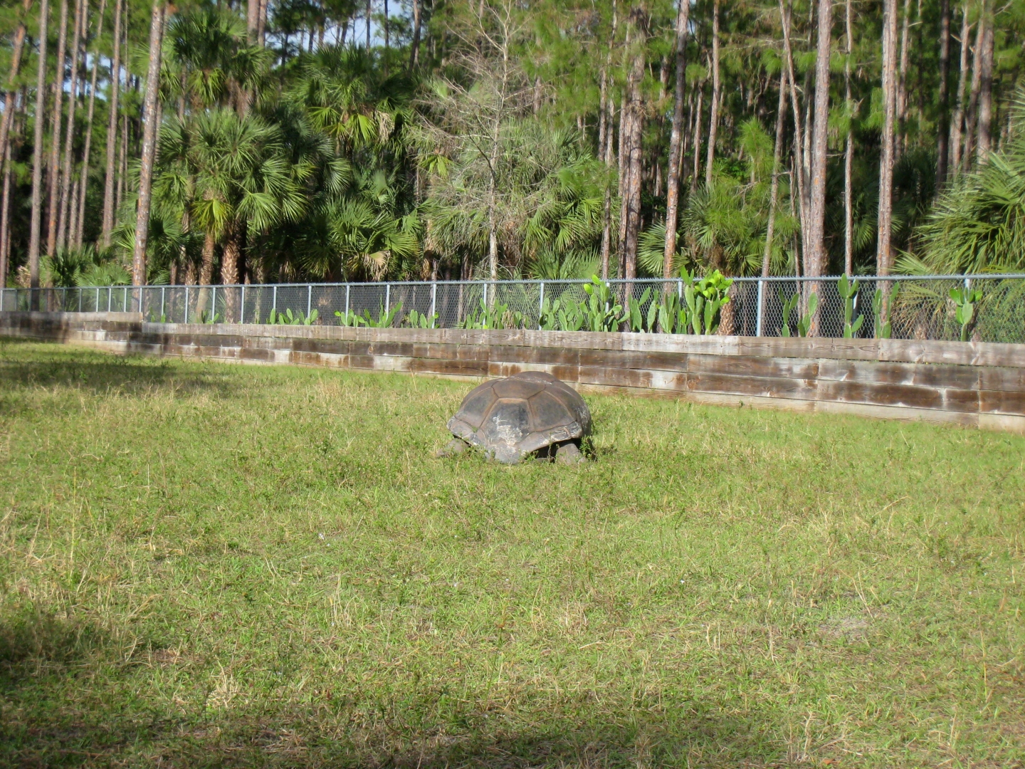 ALDABRA BREEDER