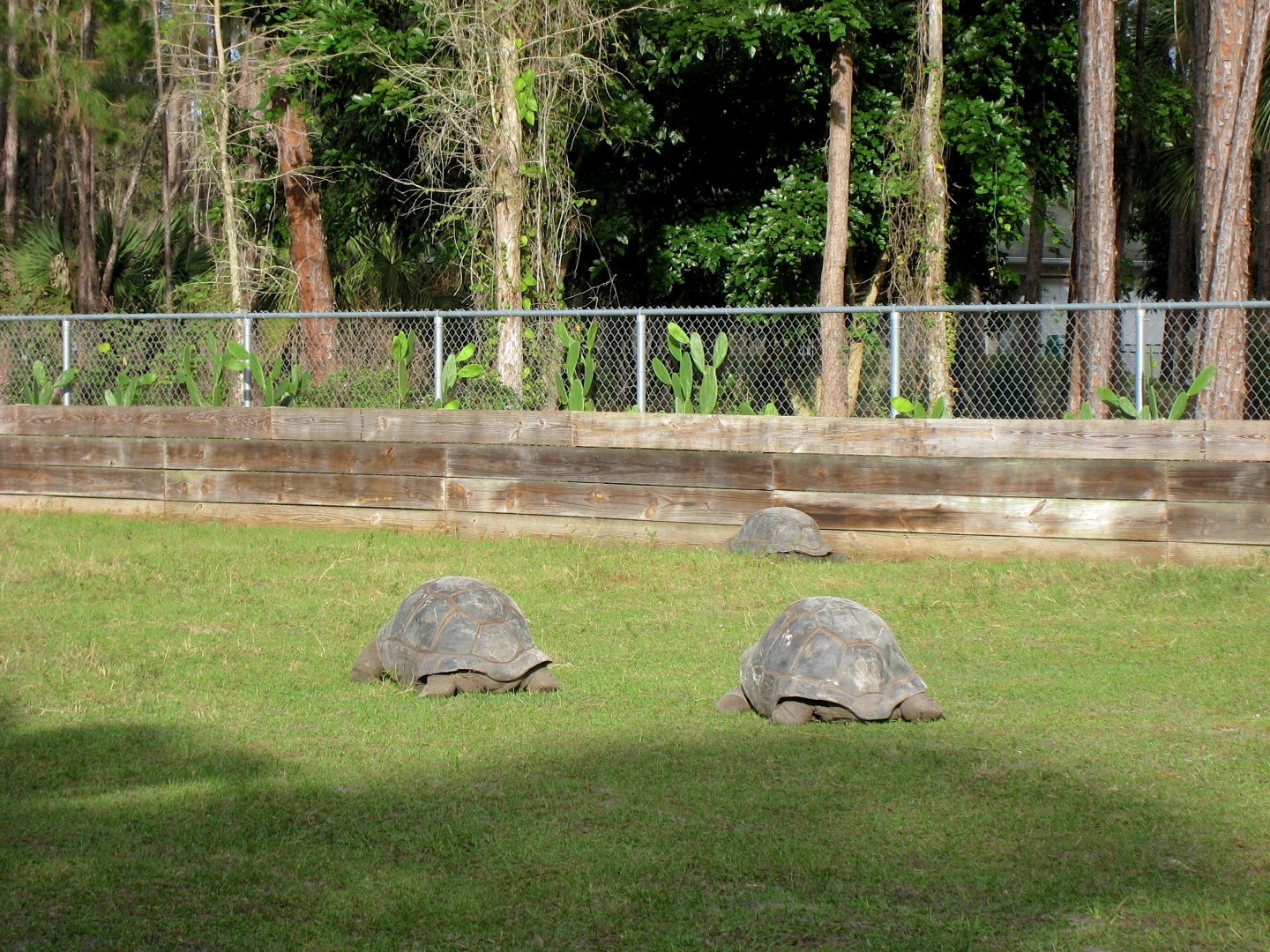 ALDABRA BREEDER